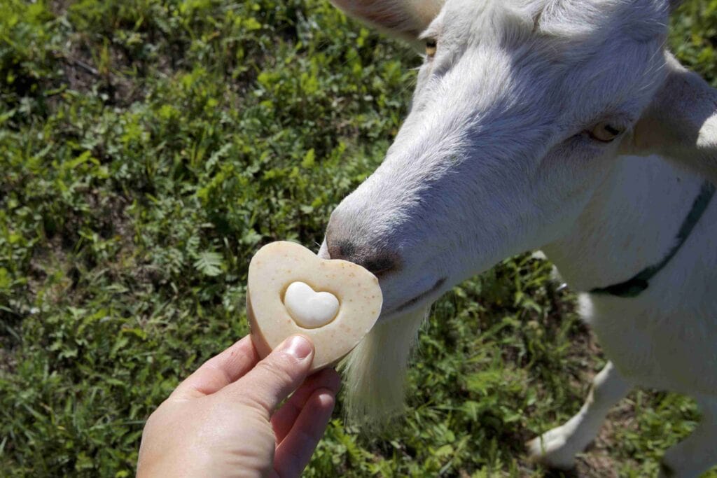 Koza z farmy a prírodné mydlo z kozieho mlieka. 